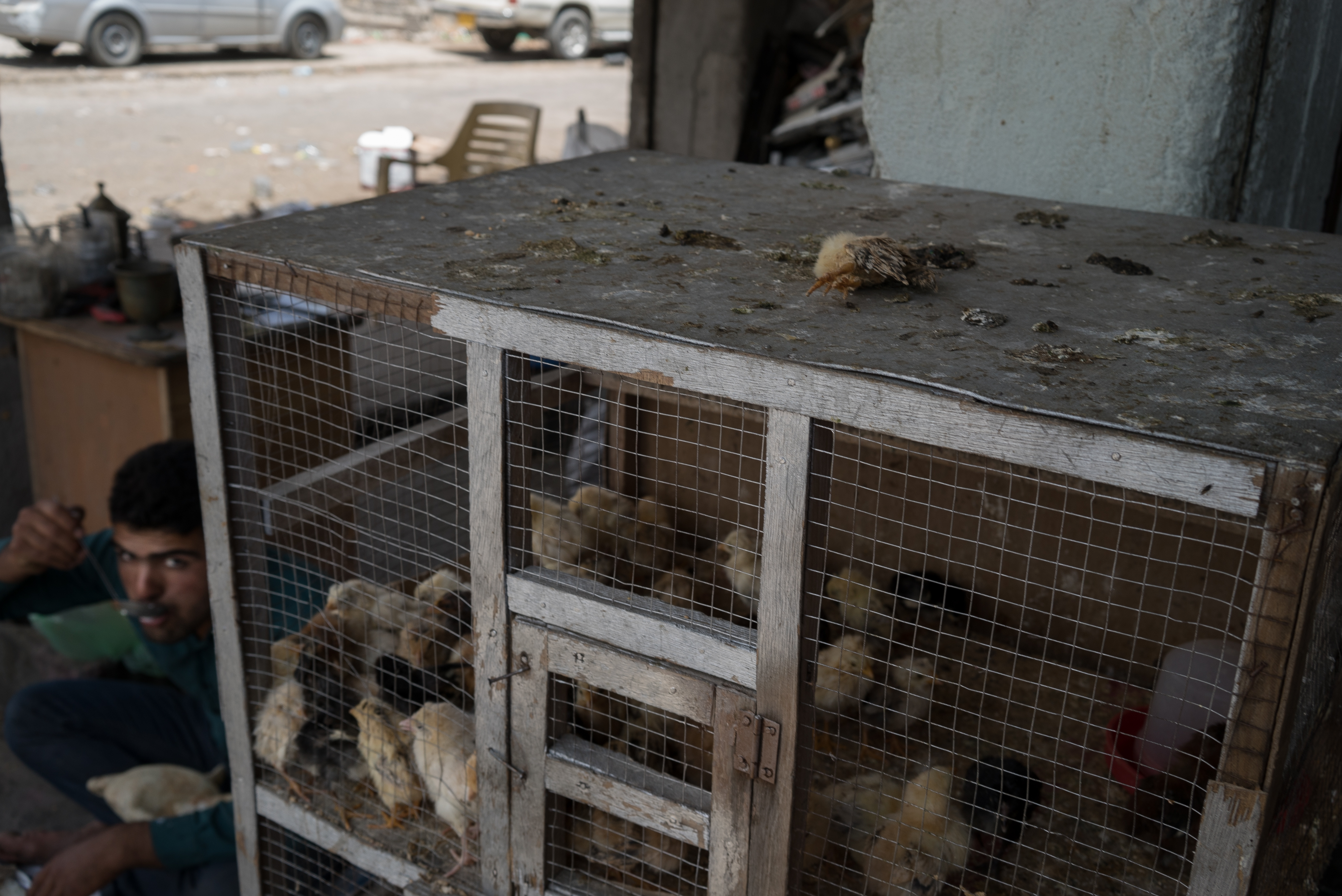 Erbil market for birds and animals, Erbil, Kurdistan Region, June 4, 2016. (Photo: Kurdistan24/Alexandre Afonso)